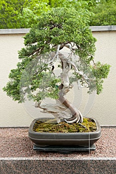 Sargent Juniper Bonsai Tree