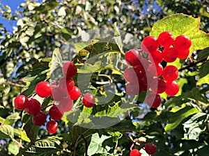 Sargent viburnum Viburnum sargentii, Sargent cranberry bush, Schneeball