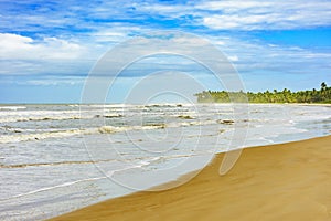 Sargi beach with coconut trees next to the sea
