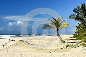 Sargi beach with its coconut trees on the sand