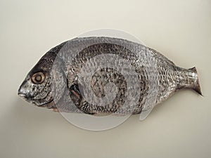 Sargo on white background