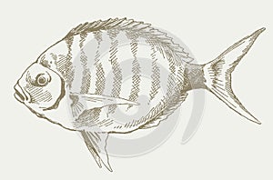 Sargo, white seabream diplodus sargus in profile view