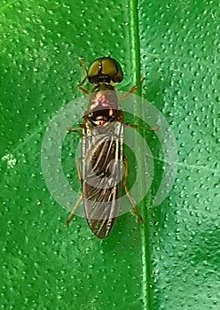 Sargus Insect Sitting on a Green Leaf