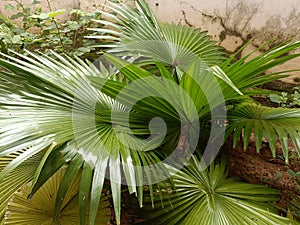 Saribus rotundifolius plant