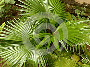 Saribus rotundifolius plant in the garden