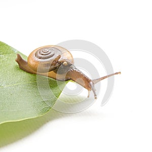 Sarika snail pest of orchid. More common in Thaila