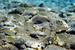Sarpa salpa - Salema porgy saltwater dreamfish