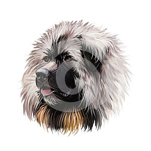 Sarplaninac dog portrait isolated on white. Digital art illustration of hand drawn web, t-shirt print and puppy food cover design