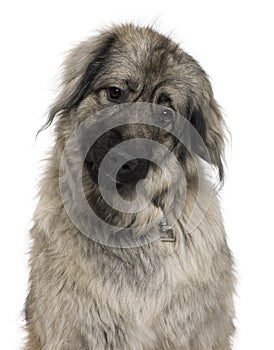 Sarplaninac or Yugoslav Shepherd dog