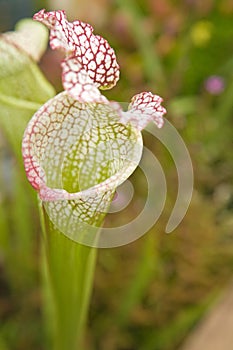 Sarracenia