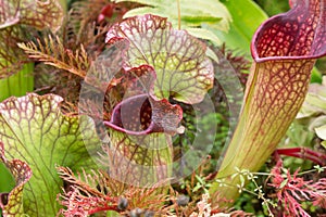 Sarracenia, beautiful carnivorous red and green pitcher plants.