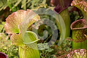 Sarracenia, beautiful carnivorous red and green pitcher plants.