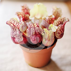 Sarracenia- carnivore plant