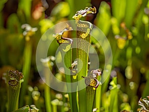 Sarracenia a carnivorous insectivorous plant on a blurred background