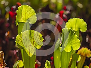 Sarracenia a carnivorous insectivorous plant on a blurred background