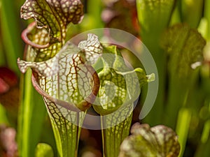 Sarracenia a carnivorous insectivorous plant on a blurred background