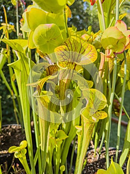 Sarracenia carnivorous plant