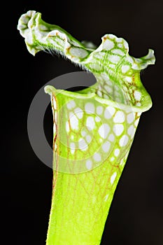 Sarracenia carnivorous plant