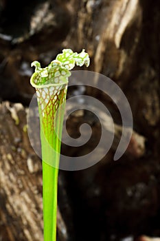 Sarracenia carnivorous plant photo