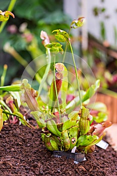 Sarracenia carnivorous plant is growinf in garden. Insect consuming plant with leaves as trap