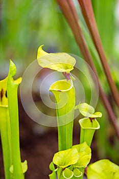 Sarracenia carnivorous plant is growinf in garden. Insect consuming plant with leaves as trap