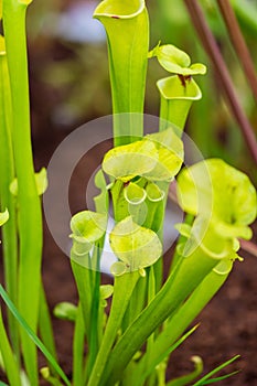 Sarracenia carnivorous plant is growinf in garden. Insect consuming plant with leaves as trap