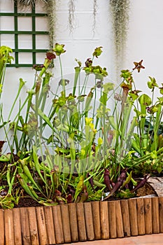 Sarracenia carnivorous plant is growinf in garden. Insect consuming plant with leaves as trap