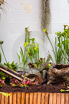 Sarracenia carnivorous plant is growinf in garden. Insect consuming plant with leaves as trap