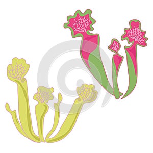 Sarracenia carnivorous plant with modified leaves, set of two bunches with green-pink leaves