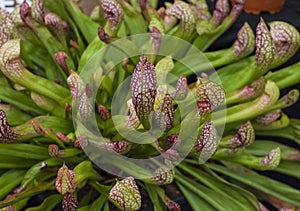 Sarracenia, carnivorous plant