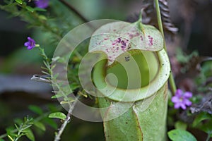 Sarracenia Carnivorous Plants.