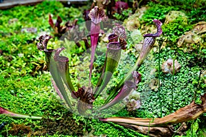 Sarracenia catches and kills insects by luring them into its narrow jugs