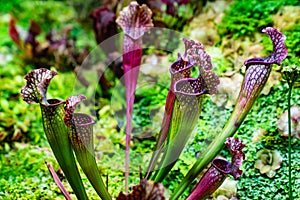 Sarracenia catches and kills insects by luring them into its narrow jugs