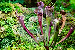 Sarracenia catches and kills insects by luring them into its narrow jugs