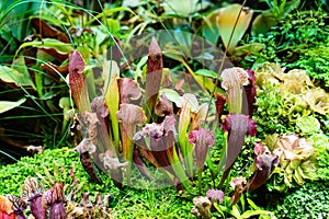 Sarracenia catches and kills insects by luring them into its narrow jugs