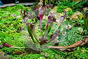 Sarracenia catches and kills insects by luring them into its narrow jugs