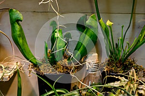 Sarracenia commonly called trumpet pitchers