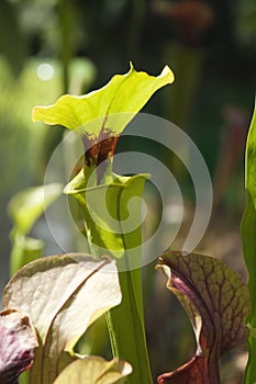 Sarracenia flava rugelii or trumpet pitcher plant