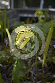 Sarracenia flava yellow flowers close up