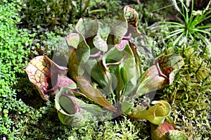 Sarracenia flowers growing in soil, carnivorous plant with a pitfall trap, hunting for insects