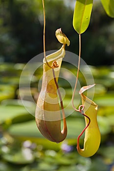 Sarracenia hanging plant