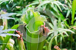 Sarracenia insect eating plant, close-up view growing in garden