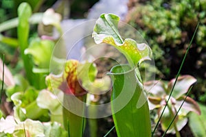 Sarracenia insect eating plant, close-up view growing in garden