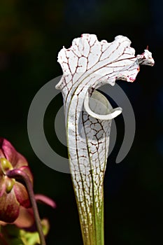 Sarracenia leucophylla,carnivore plant