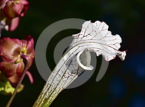 Sarracenia leucophylla and Dionaea muscipula