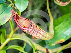 Sarracenia leucophylla Pitcher Plant