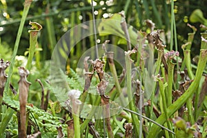 Sarracenia leucophylla pitcher plants