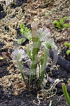 Sarracenia leucophylla or white pitcher plant