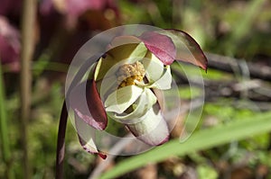 Sarracenia or pitcher plant flower with pollen