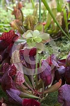 Sarracenia or pitcher plant with flower stem in garden